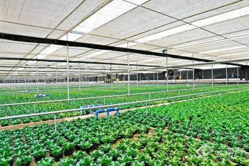 云南彌勒 一花一葉 開(kāi)出鄉(xiāng)村振興 致富花