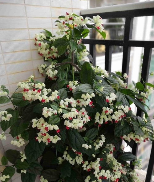 夏季養(yǎng)花選這款,好看又好養(yǎng),四季開花,花量豐富,陽臺變花園 栽培