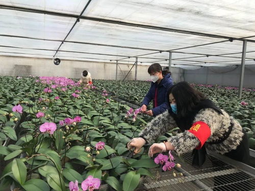 伸援手 獻(xiàn)愛(ài)心 西青區(qū)王蘭莊村婦聯(lián)線(xiàn)上助力西青夢(mèng)森蘭花卉種植基地認(rèn)購(gòu)公益活動(dòng)