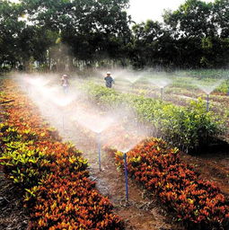 南海農(nóng)場(chǎng)建花卉種植基地推動(dòng)農(nóng)場(chǎng)經(jīng)濟(jì)發(fā)展