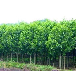 騰源苗木(圖),五角楓樹(shù)苗直銷(xiāo),吉林五角楓樹(shù)苗