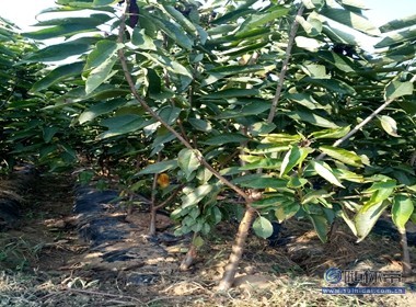 【冬天可以栽植櫻桃苗嘛光澤度好紅手球櫻桃苗廠(chǎng)家價(jià)格】泰安高新區(qū)旺運(yùn)苗木中心