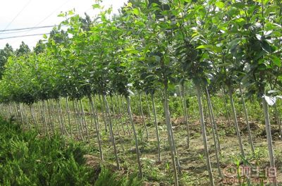 【泰安低價(jià)供應(yīng)垂絲海棠海棠價(jià)格綠化苗基地有苗廠(chǎng)家直銷(xiāo)】泰安市泰山區(qū)青聯(lián)苗木種植農(nóng)民專(zhuān)業(yè)合作社