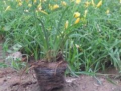 廠(chǎng)家直銷(xiāo)金娃娃萱草,哪里有賣(mài):山東宿根地被圖片|廠(chǎng)家直銷(xiāo)金娃娃萱草,哪里有賣(mài):山東宿根地被產(chǎn)品圖片由青州市聚寶花卉苗木專(zhuān)業(yè)合作社公司生產(chǎn)提供