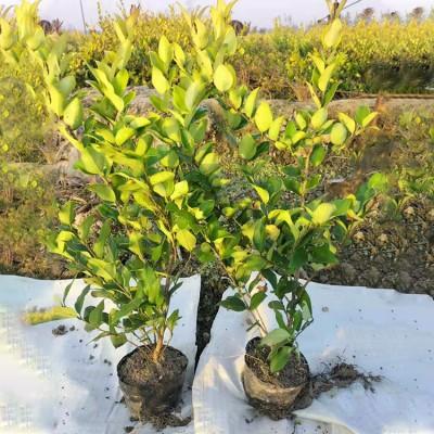 大葉女貞苗 大葉女貞樹(shù)苗價(jià)格_綠化苗木_農(nóng)業(yè)/畜牧_產(chǎn)品_企騰網(wǎng)工廠(chǎng)