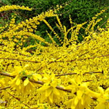 絳縣古絳鎮(zhèn)友梅苗木經(jīng)銷(xiāo)部 供應(yīng)產(chǎn)品