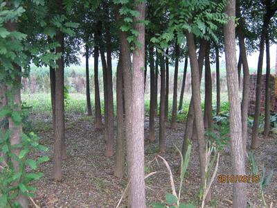 河南省鄢陵縣大馬鄉(xiāng)萬(wàn)畝苗木基地