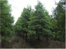 產(chǎn)品展示 南縣鴻亨苗木種植專(zhuān)業(yè)合作社