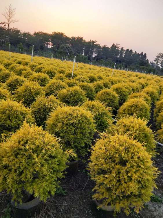 【石家莊綠化苗木配送服務(wù)公司】- 