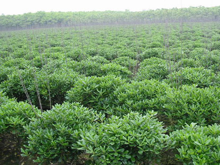 海桐球價(jià)格|喬灌木|苗木|苗木報(bào)價(jià)|597苗木網(wǎng)