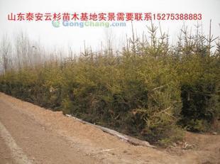 供應(yīng)云杉|云杉樹苗|云杉苗木|紅皮云杉|供應(yīng)云杉|山東云杉_紡織、皮革_世界工廠網(wǎng)中國(guó)產(chǎn)品信息庫(kù)