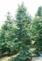 大量0優(yōu)質(zhì)常綠苗木喬木竹柏_農(nóng)副產(chǎn)品_世界工廠網(wǎng)中國(guó)產(chǎn)品信息庫(kù)