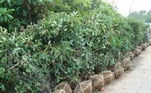 供應(yīng)石楠球.苗木手機(jī)13865993931_農(nóng)副產(chǎn)品_世界工廠網(wǎng)中國(guó)產(chǎn)品信息庫(kù)