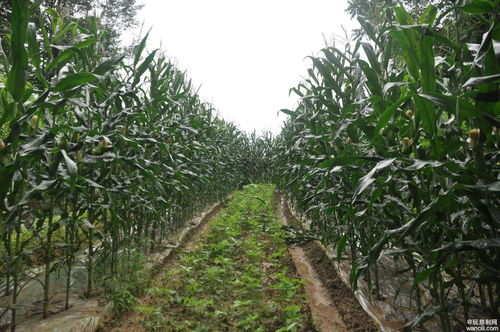 高橋鎮(zhèn)高橋社區(qū)集體經(jīng)濟蓬勃發(fā)展,助力村民家門口就業(yè)增收