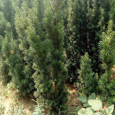 紅豆杉苗木基地