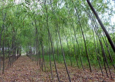 國槐價格國槐 白臘 合歡 國槐 白臘 合歡山東 平源國槐苗 菏澤平源國槐苗木基地 菏澤平源