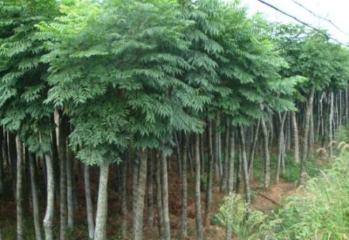 欒樹基地 錦茂苗木 北欒樹基地