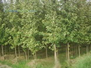 供應咨詢銀杏樹價格|咨詢銀杏樹行情|邳州市翔齊銀杏苗木基地_紡織、皮革_世界工廠網中國產品信息庫