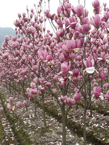 紅玉蘭供應商 浙江苗木基地