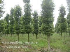 【金絲楠木上哪家買比較好--小葉楨楠供應圖片】金絲楠木上哪家買比較好--小葉楨楠供應圖片大全 -