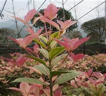 【南京新產品五彩桂花苗、鴻林苗木(圖)、五彩桂花圖片】價格,廠家,圖片,工程承包,常州鴻林苗木專業合作社chun銷售部-中國行業信息網