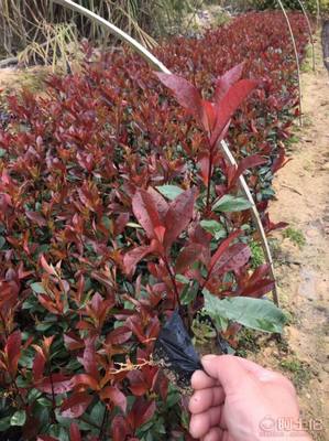 【綠化灌木紅葉石楠袋苗銷售、質優價廉】綠化苗木,價格,廠家,供應商,花木,龍海市東泗興輝園藝場 - 產品庫