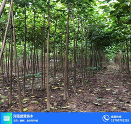 河北楸樹 盛霖專業(yè)供應苗木 楸樹價格