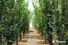 請善待你身邊的苗木供應(yīng)商