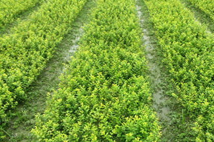 32 苗木咨詢熱線,服務(wù)態(tài)度好,專業(yè)水平高 