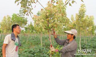 博野 苗木產(chǎn)業(yè)年產(chǎn)值超5億 帶動5萬戶村民增收致富