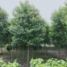 【高桿女貞行道樹_綠化工程高桿女貞行道樹苗圖片】高桿女貞行道樹_綠化工程高桿女貞行道樹苗 - 東臺市新街鎮勤茂園林苗木園