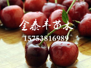 櫻桃苗哪里有 櫻桃苗品種優(yōu)異