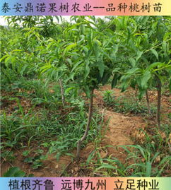 新聞 浙江永不軟黃桃苗價格