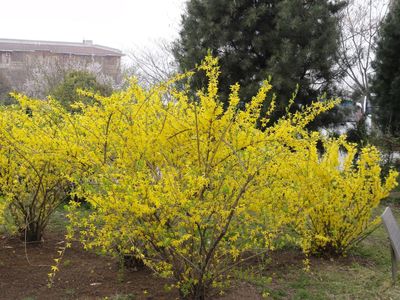 保定天潤苗木(個體經營)