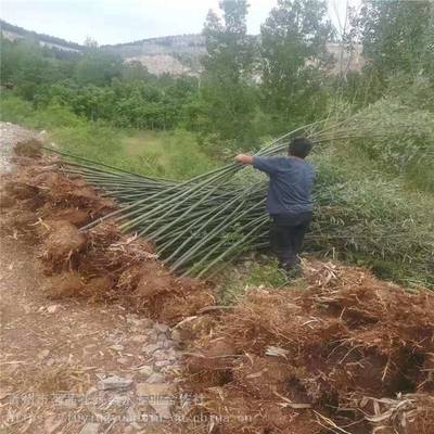 主營產品:花卉租擺、工廠綠化工程、各種綠化苗木、花卉基地直銷