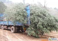 出售占地白皮松等&middot;&middot;&middot;&middot;&middot;&m[供應]_綠化苗木_世界工廠網中國產品信息庫