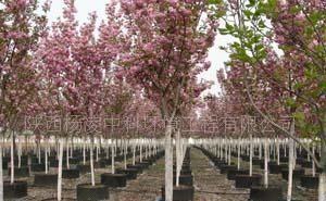 供應(yīng)容器苗木 櫻花 紫薇_農(nóng)副產(chǎn)品_世界工廠網(wǎng)中國產(chǎn)品信息庫