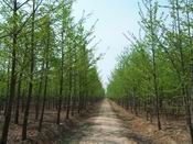 供應山東銀杏苗木,優質銀杏苗木,銀杏樹_紡織、皮革_世界工廠網中國產品信息庫