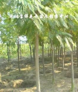 供應綠化苗木:低價出售各種合歡、銀杏、廣玉蘭等_農副產品_世界工廠網中國產品信息庫