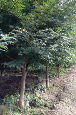 基地直銷五角楓樹苗批發 園林工程綠化苗木 量大優惠 價格從優