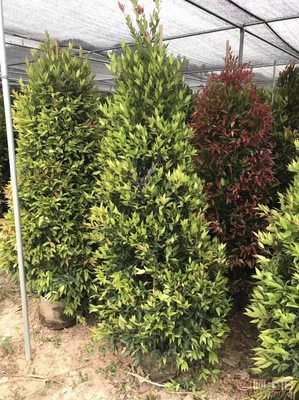 【江西綠化苗木袋苗紅車、農戶種植】綠化苗木,價格,廠家,供應商,花木,龍海市東泗興輝園藝場 - 產品庫