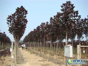 供應全紅楊、紅桂、紅葉石楠等綠化苗木_農副產品_世界工廠網中國產品信息庫