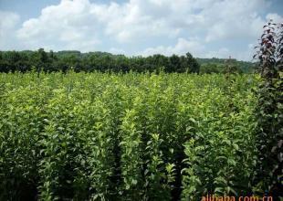 桃形李,花木,苗木,綠化苗,果苗,_農(nóng)副產(chǎn)品_世界工廠網(wǎng)中國產(chǎn)品信息庫