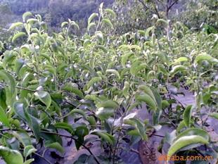 供應(yīng)果樹苗黃金梨苗 其它圖片及價(jià)格 蒼溪縣常生苗木藥材開發(fā)有限責(zé)任公司
