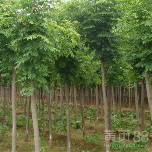 【菏澤白蠟苗木批發(fā)價(jià)】- 