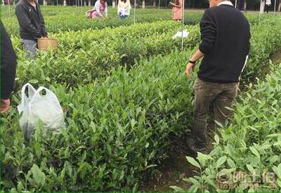 【廣元茶葉苗批量出售#茶葉苗批發(fā)基地】茶樹苗,價(jià)格,廠家,供應(yīng)商,其他農(nóng)業(yè),雅安市名山區(qū)惠農(nóng)苗木種植農(nóng)民專業(yè)合作社 - 產(chǎn)品庫