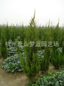 打造全國最低價量最大綠化工程苗圃——一站式苗木花卉配送種植服務