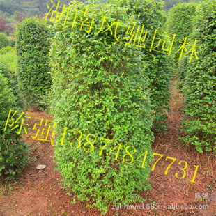 湖南風馳園林 精品小葉雨針柱形樹，綠化苗木的專業供應商