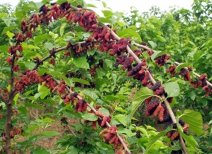 臺灣四季大果桑苗批發——聚焦廣西象州縣專業培育基地的種苗優勢與林業種植技術