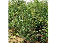 吳中區東山石井灣苗木場產品展示 花木蔥蘢，匠心培育